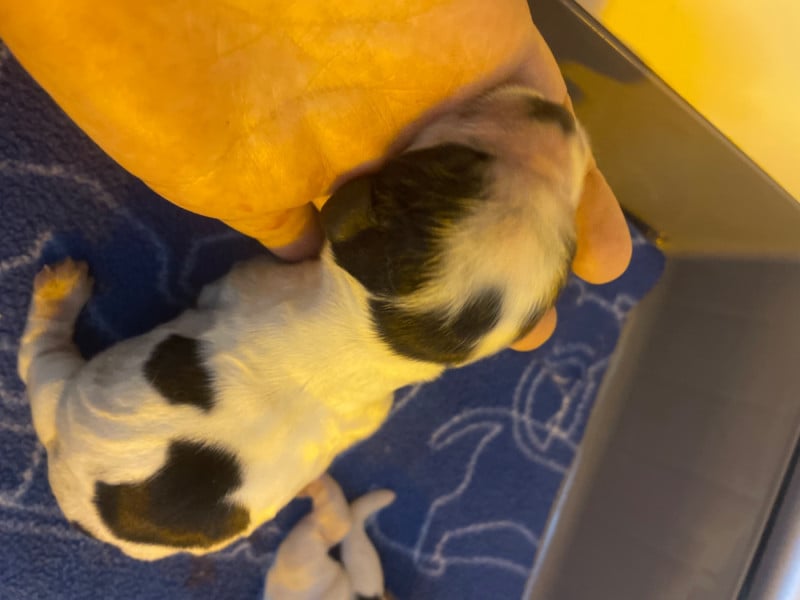 Cocker Spaniel Anglais - Des Jardins D'Isalys