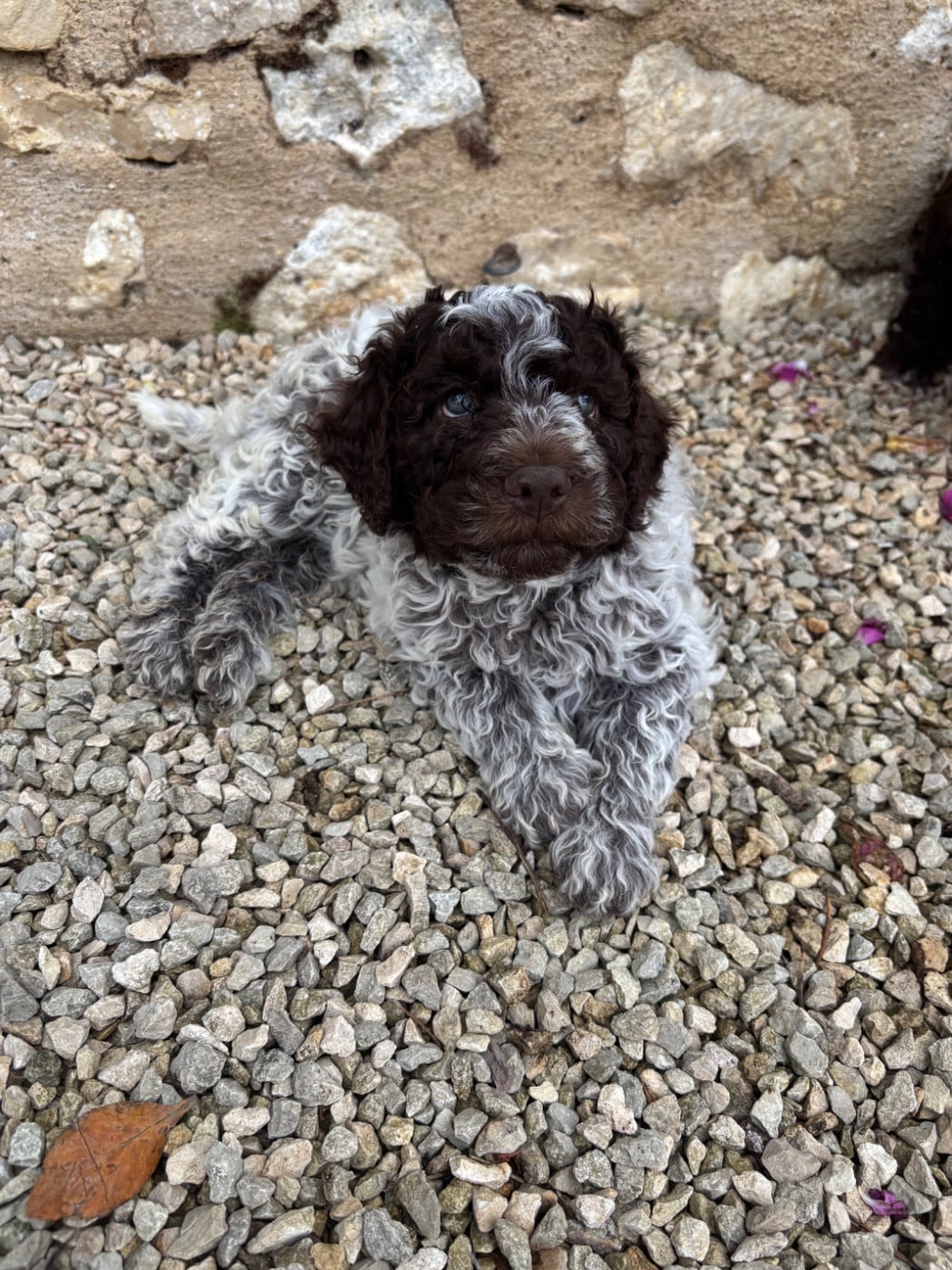 Bicolore rouannée - Lagotto Romagnolo