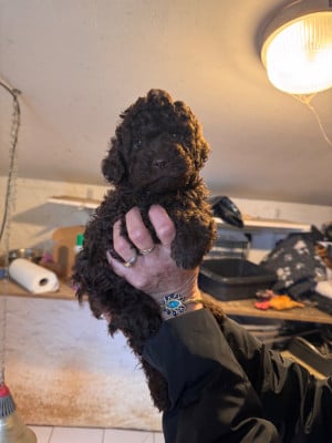 Les chiots de Lagotto Romagnolo