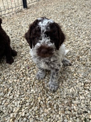 Les chiots de Lagotto Romagnolo