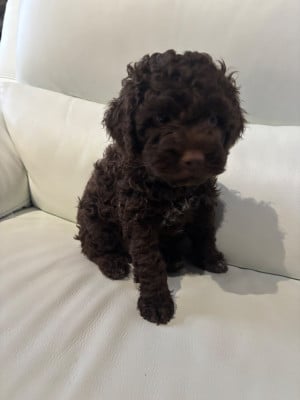 Les chiots de Lagotto Romagnolo