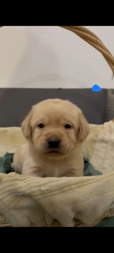 Labrador Retriever - du Haras des Ifs