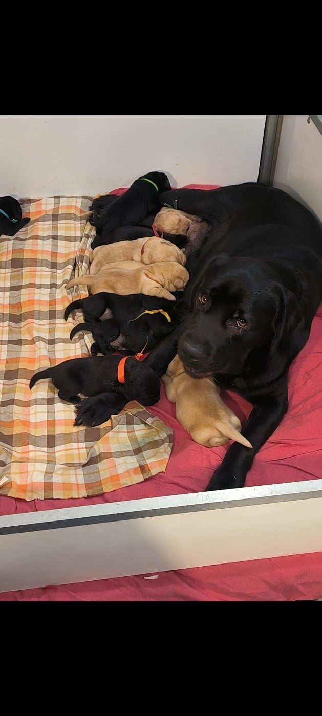 Labrador Retriever - du Haras des Ifs