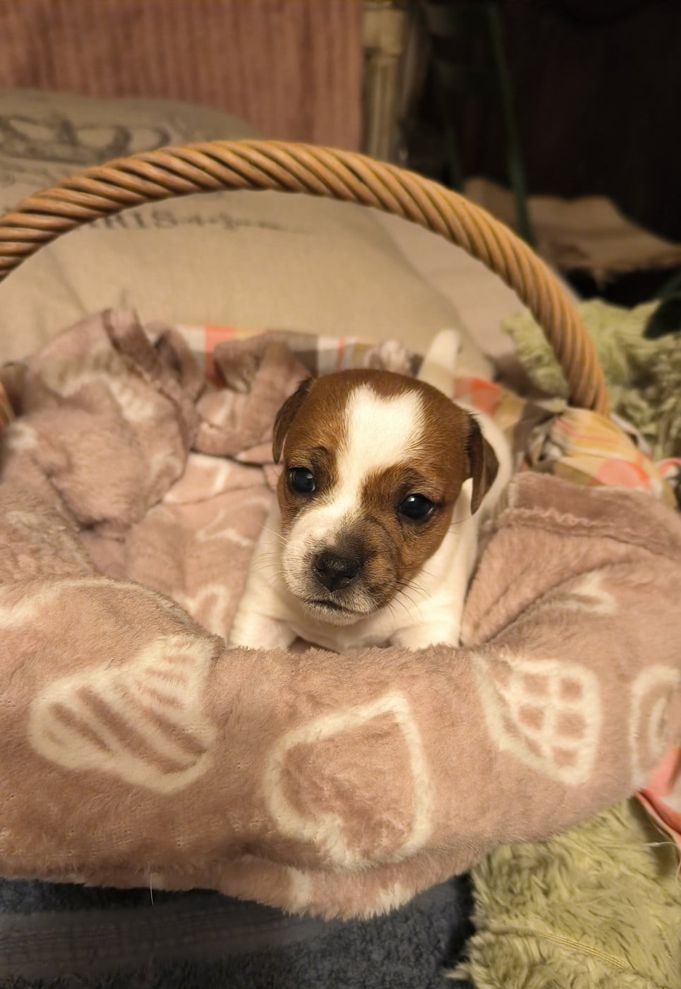 Chiot N°1 - Jack Russell Terrier