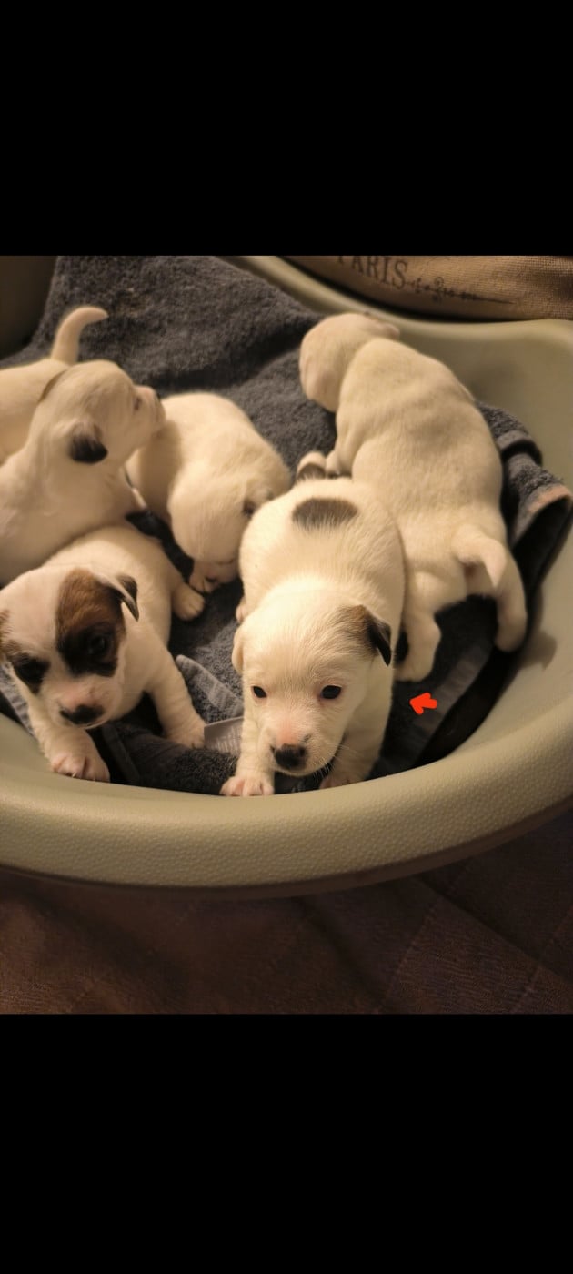 Chiot N°5 - Jack Russell Terrier