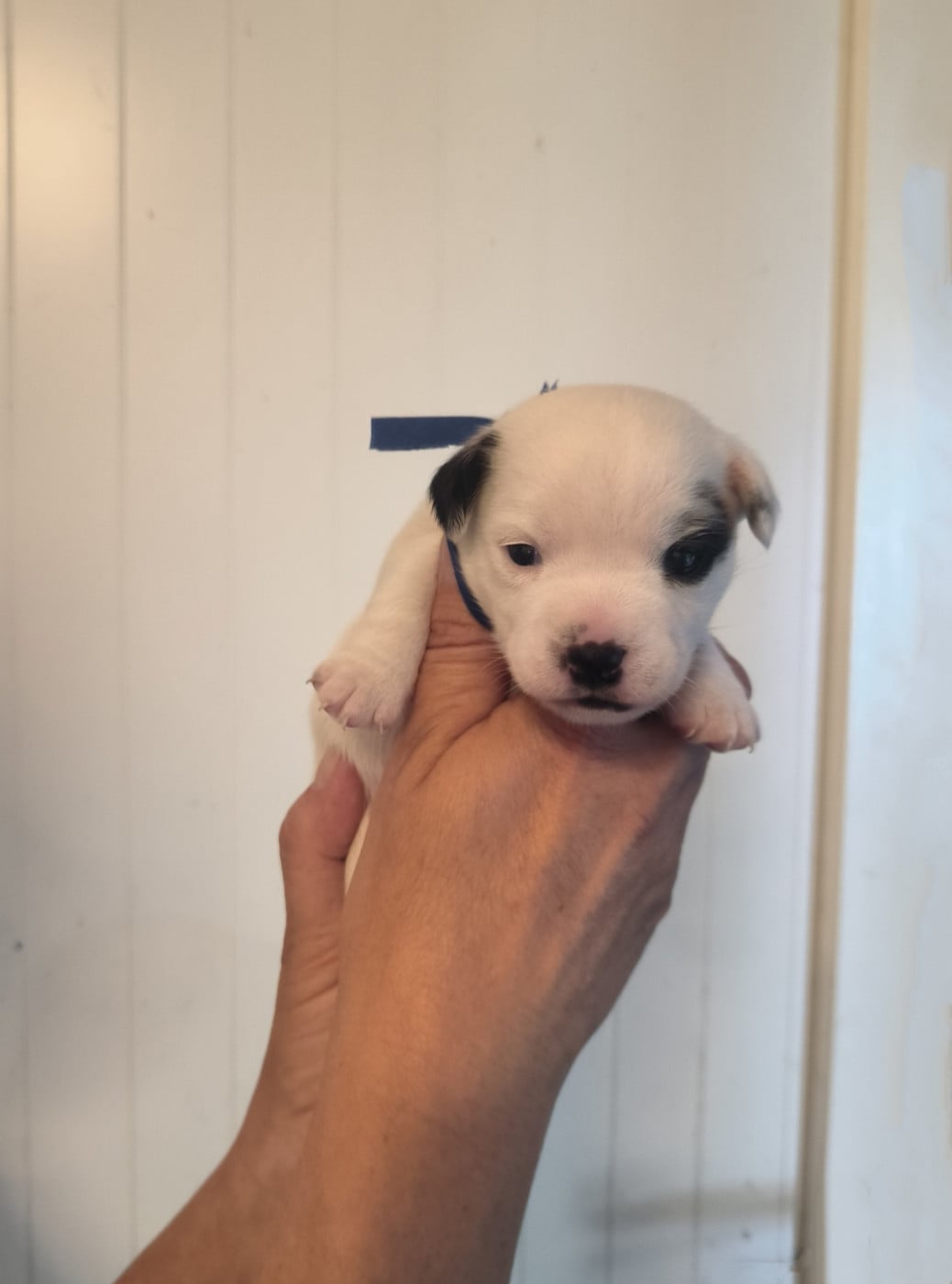 Collier bleu foncé - Jack Russell Terrier