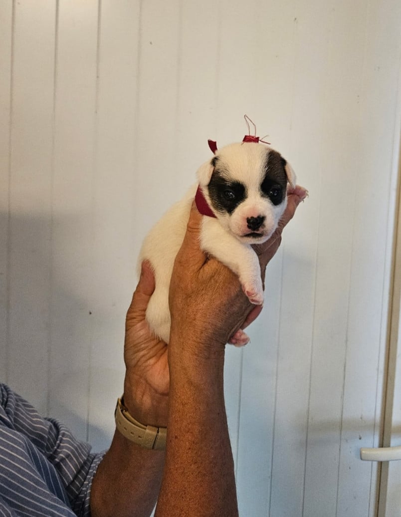 Collier rouge - Jack Russell Terrier
