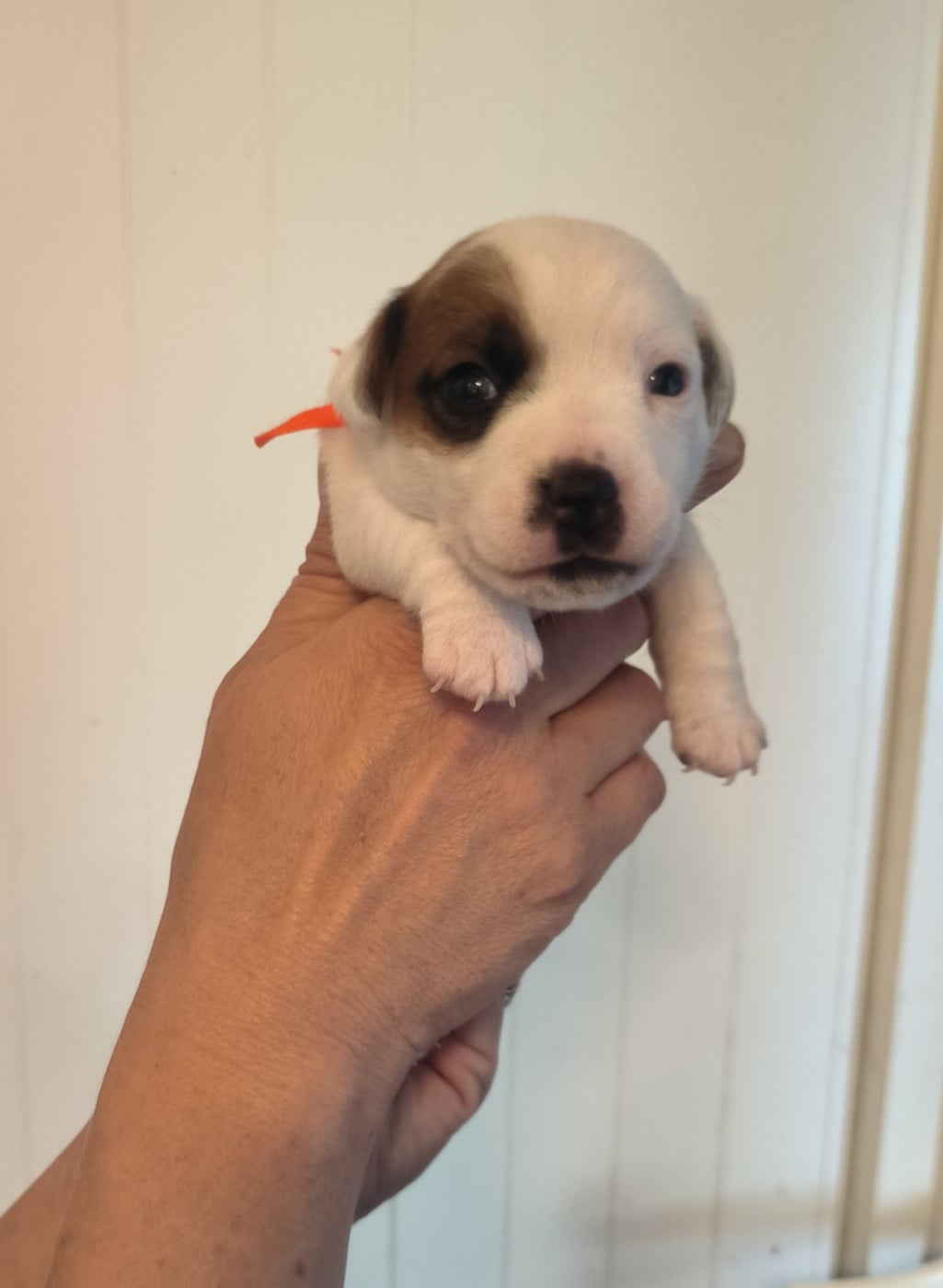 Collier orange - Jack Russell Terrier