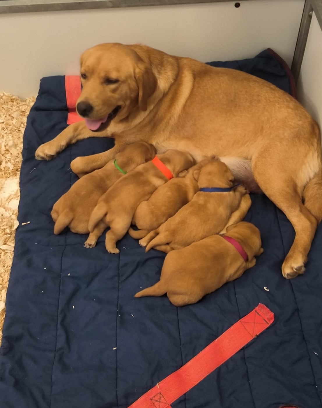 Chiot Labrador Retriever