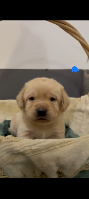 Les chiots de Labrador Retriever