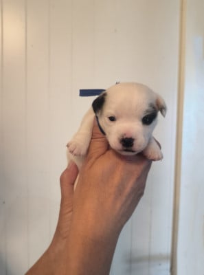 Les chiots de Jack Russell Terrier