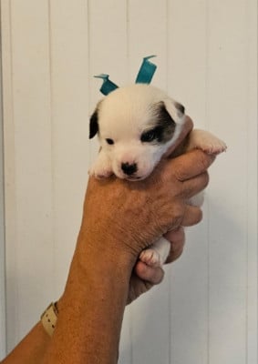 Les chiots de Jack Russell Terrier