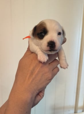 Les chiots de Jack Russell Terrier