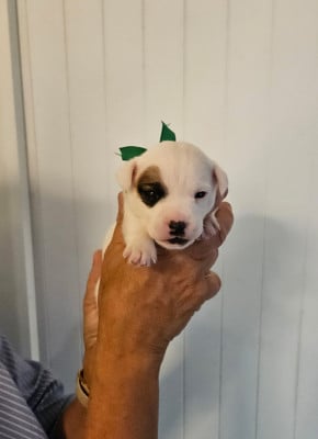 Les chiots de Jack Russell Terrier