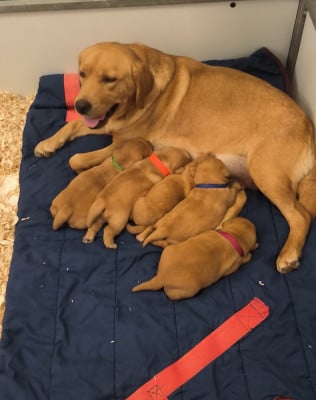 Les chiots de Labrador Retriever