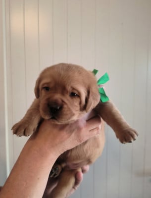 Les chiots de Labrador Retriever