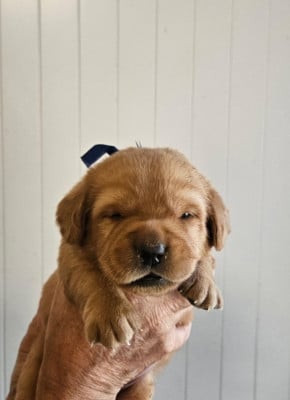 Les chiots de Labrador Retriever