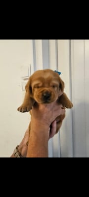 Les chiots de Labrador Retriever