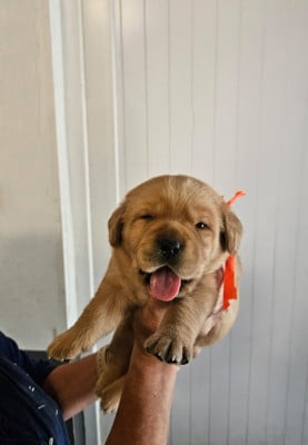 Les chiots de Labrador Retriever