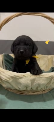 Les chiots de Labrador Retriever