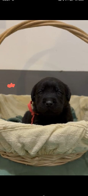 Les chiots de Labrador Retriever