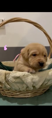 Les chiots de Labrador Retriever