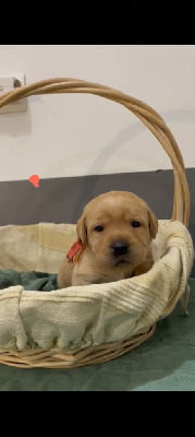 Les chiots de Labrador Retriever