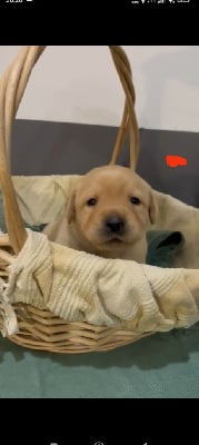 Les chiots de Labrador Retriever