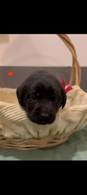 Les chiots de Labrador Retriever