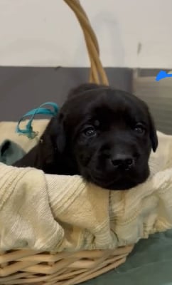 Les chiots de Labrador Retriever
