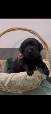 Les chiots de Labrador Retriever