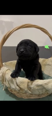 Les chiots de Labrador Retriever