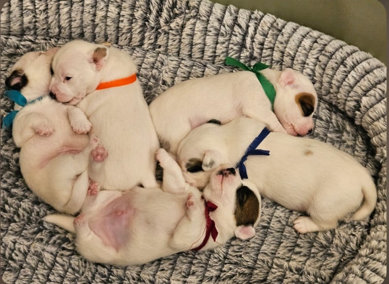Jack Russell Terrier - du Haras des Ifs