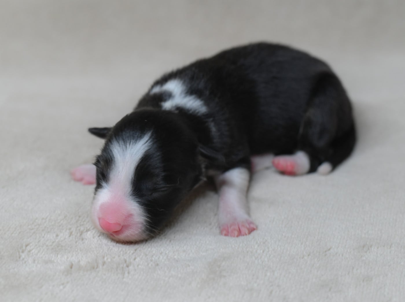 femelle 1 - Border Collie