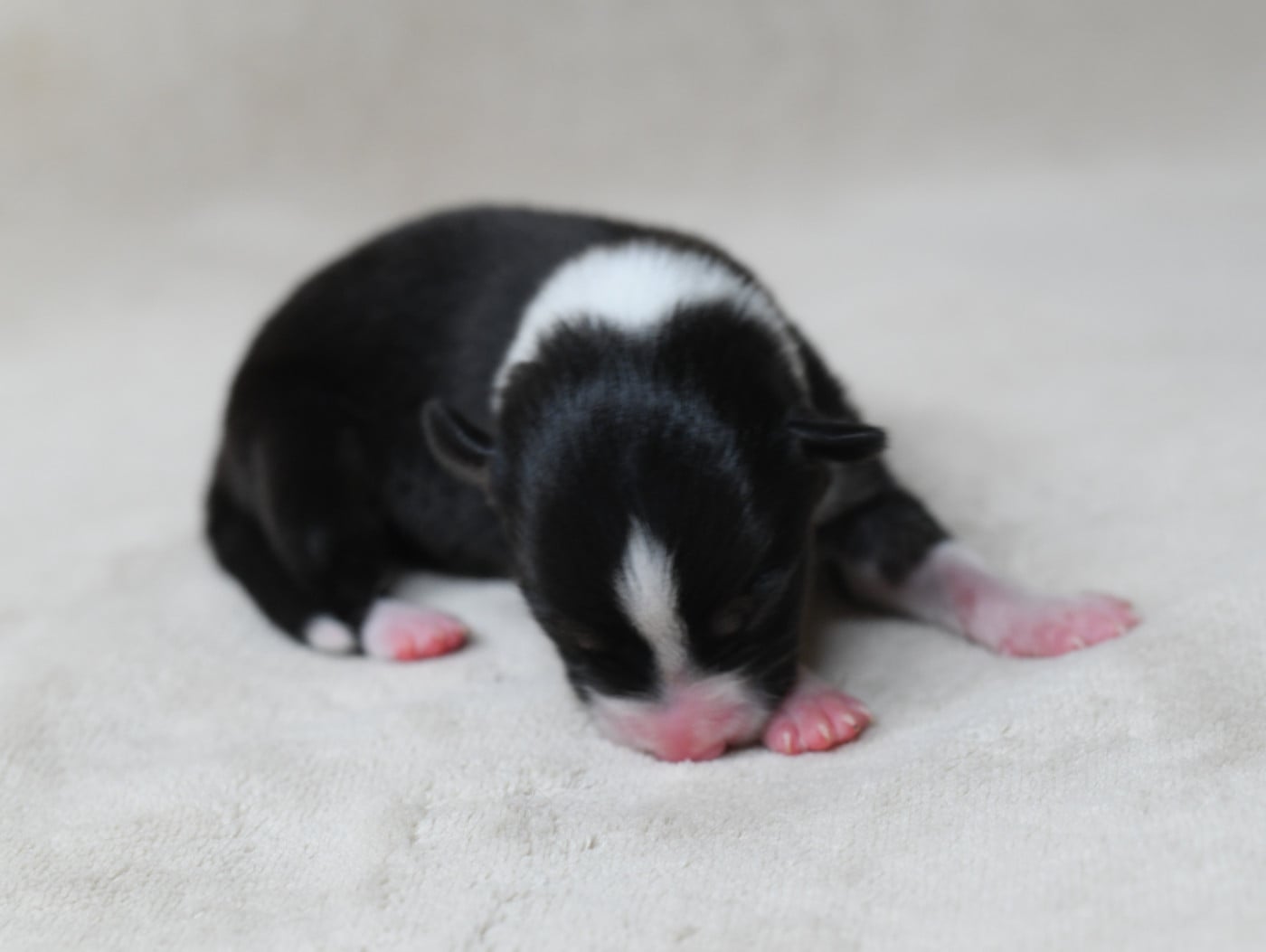 Femelle 2 - Border Collie