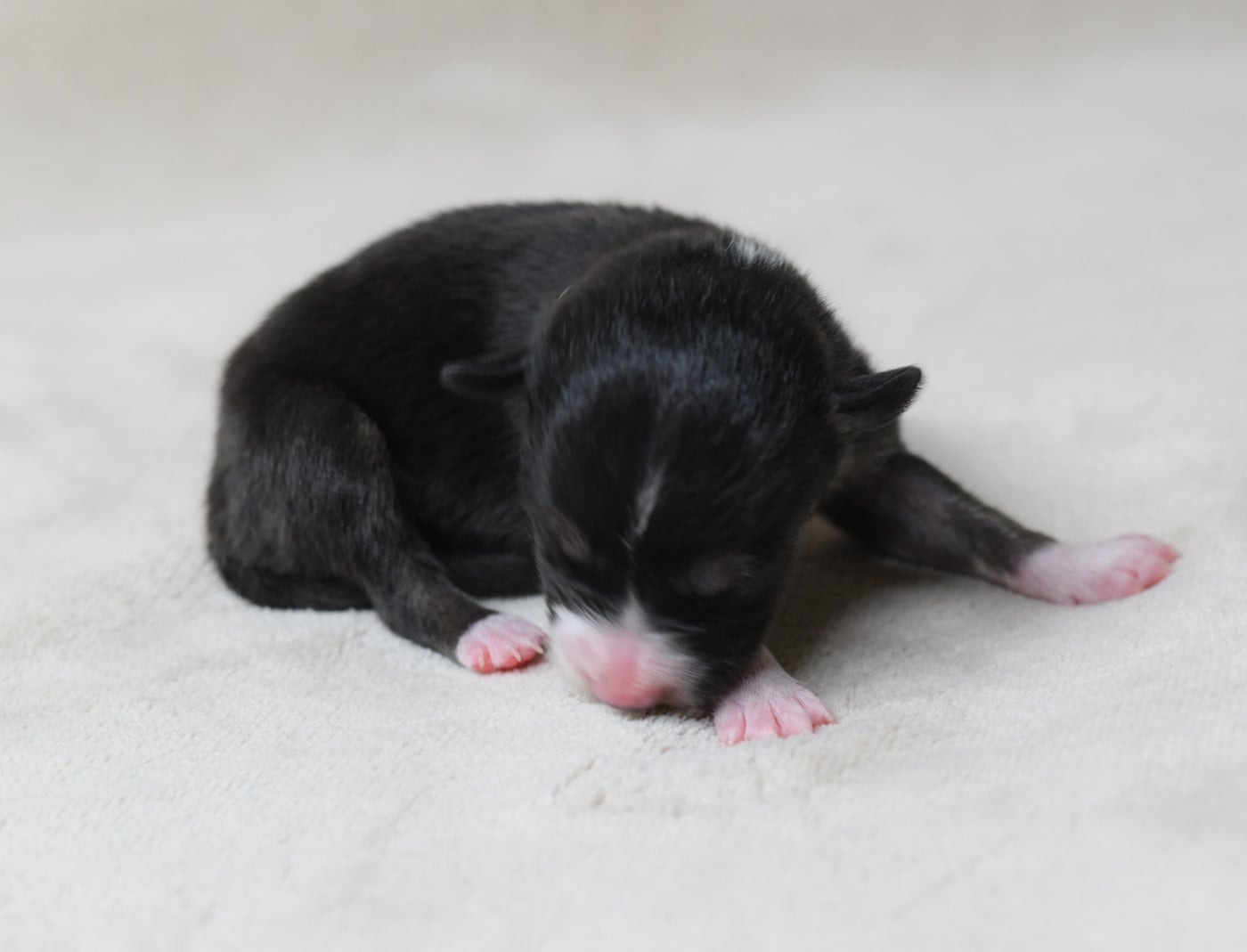 Femelle 3 - Border Collie