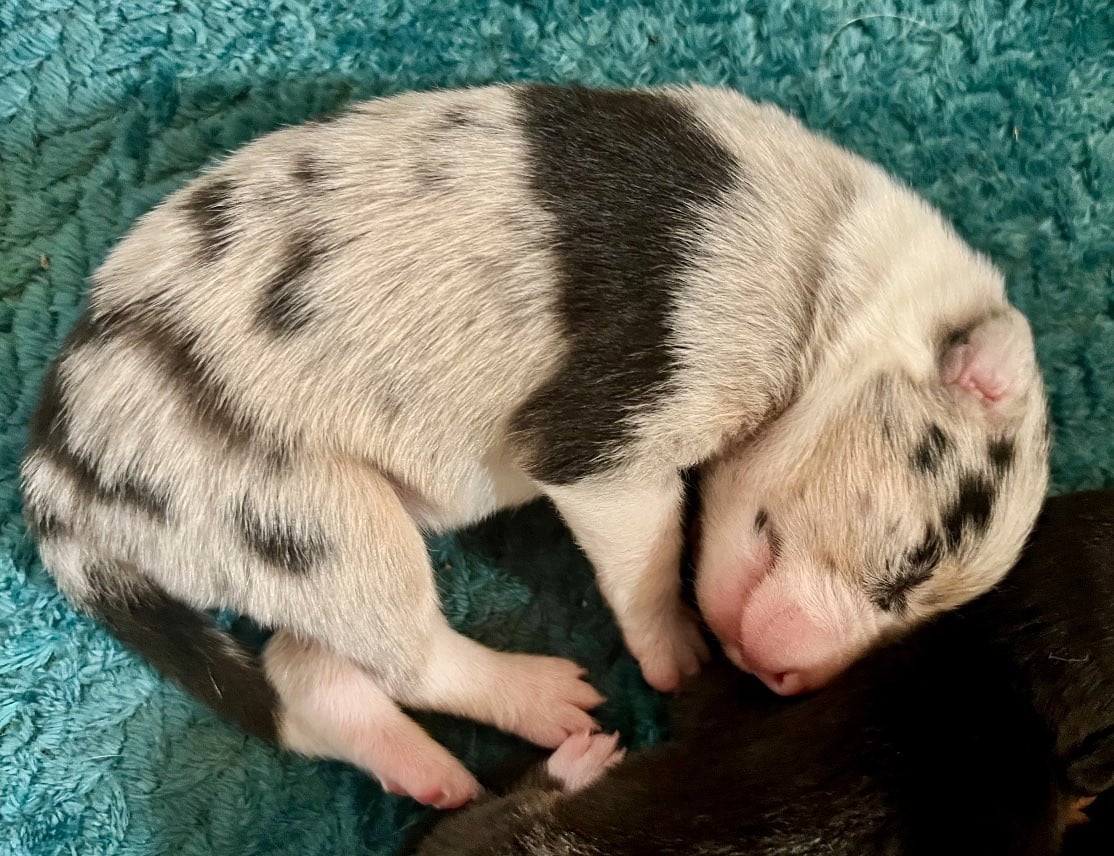 Femelle merle - Border Collie