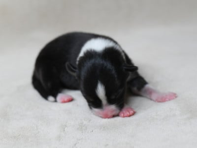 Femelle 2 - Border Collie