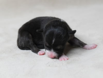 Femelle 3 - Border Collie