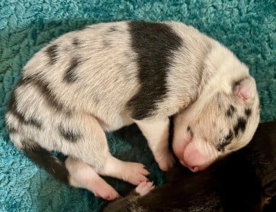 Femelle merle - Border Collie