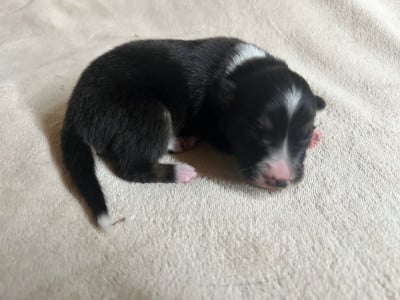 mâle tricolore - Border Collie