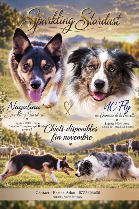 Border Collie - Sparkling Stardust