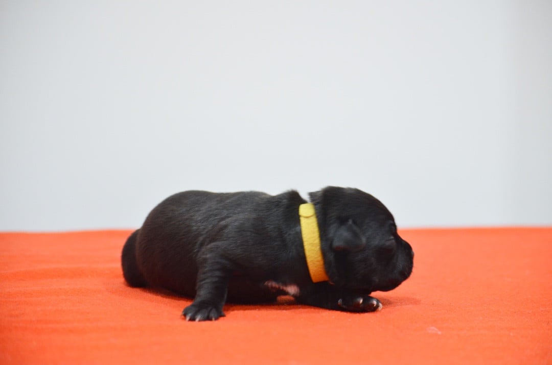 Collier Jaune - Staffordshire Bull Terrier