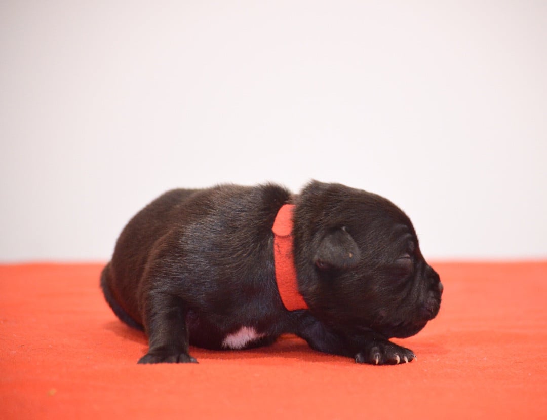 Collier Rouge - Staffordshire Bull Terrier