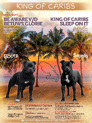 Staffordshire Bull Terrier - King Of Caribs