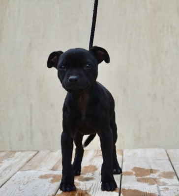 Les chiots de Staffordshire Bull Terrier