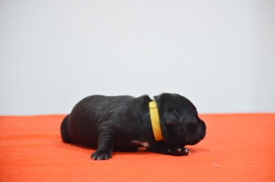 Les chiots de Staffordshire Bull Terrier