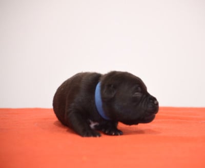 Les chiots de Staffordshire Bull Terrier