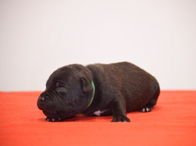 Les chiots de Staffordshire Bull Terrier