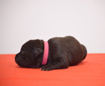 Les chiots de Staffordshire Bull Terrier